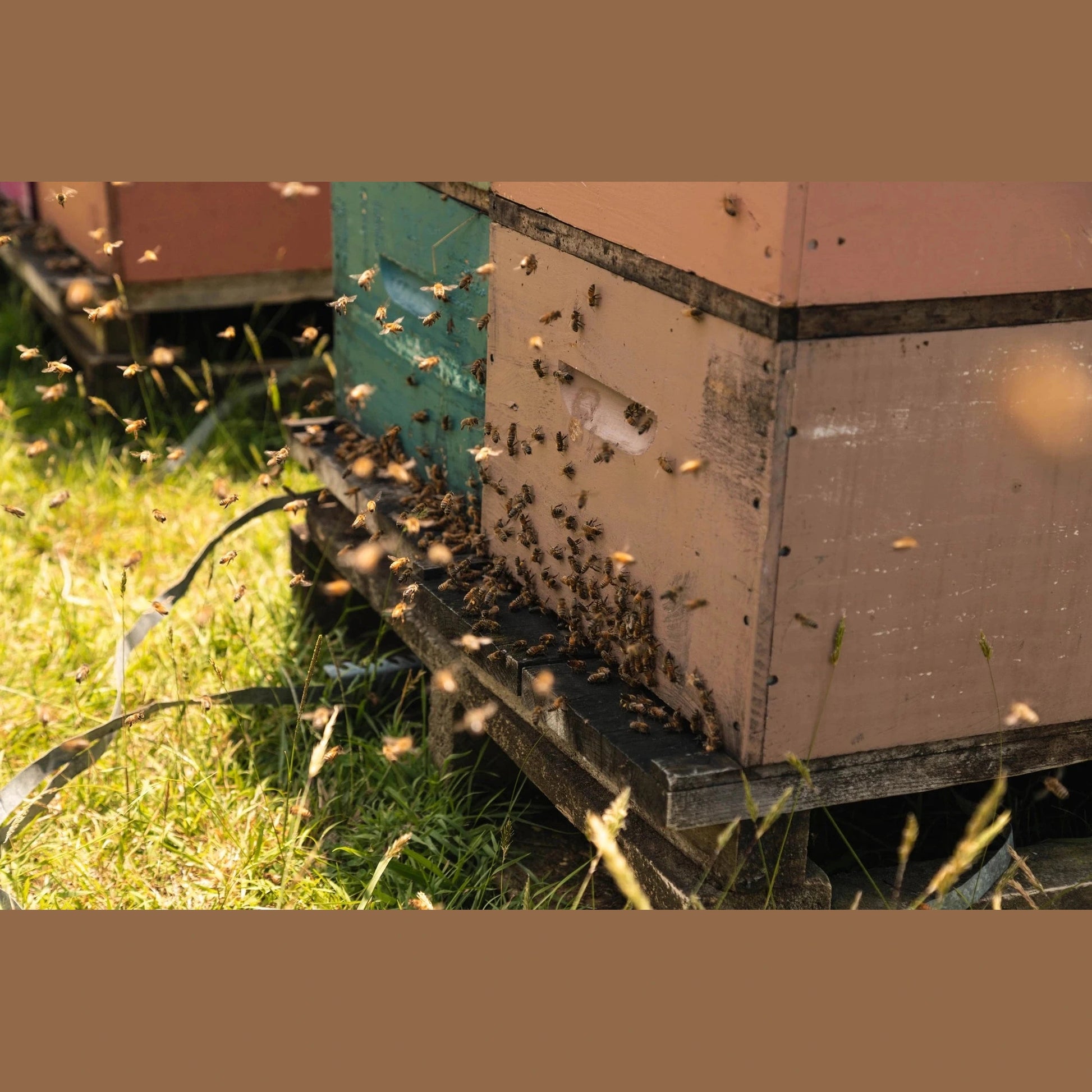 ANUK Manuka-honung MGO250